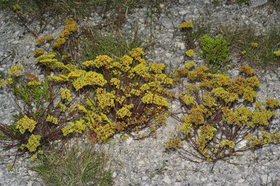 Paronychia virginica, photographed by Michelle W. （鍾偉瑋）