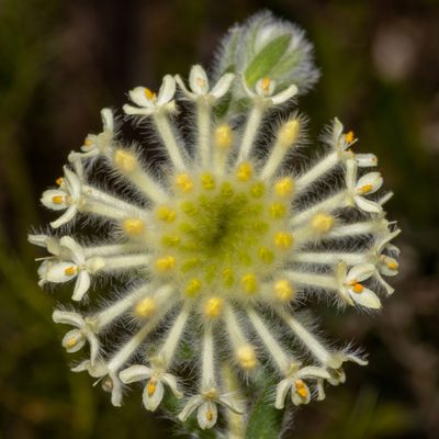 Pimelea octophylla, photographed by T. Hammer