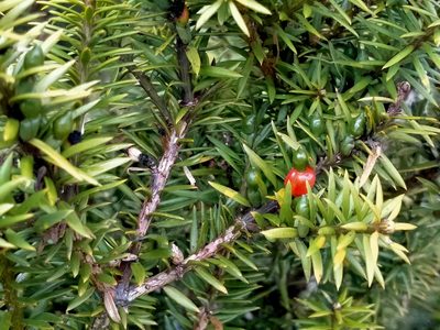 Podocarpus acutifolius, photographed by John Barkla