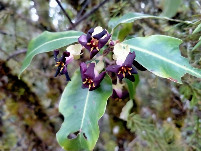 Pittosporum colensoi, photographed by John Barkla