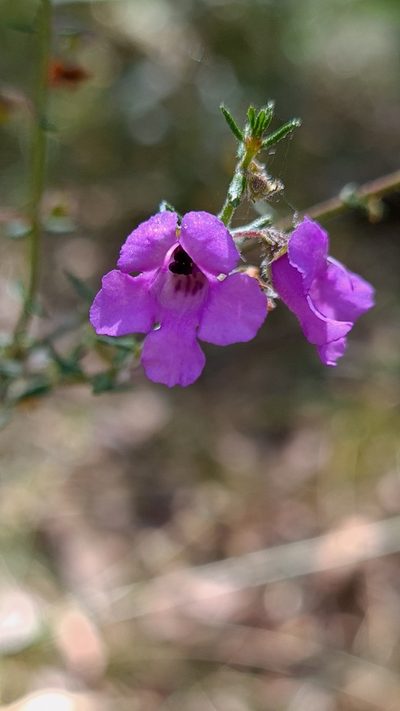 Prostanthera howelliae, photographed by Petra Holland