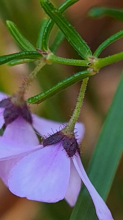 Tetratheca glandulosa, photographed by Petra Holland