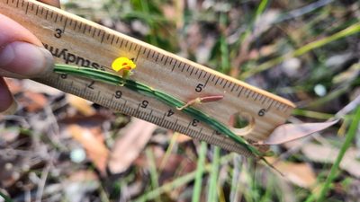 Bossiaea ensata, photographed by Petra Holland