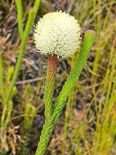 Berzelia ecklonii, photographed by Corli du Toit Smith