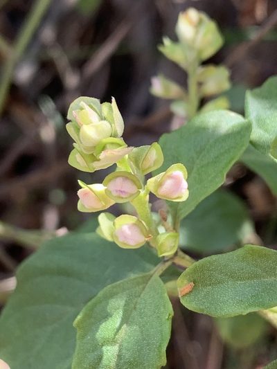 Prostanthera prunelloides, photographed by Guy Taseski