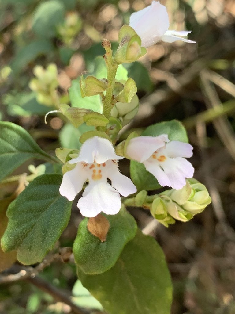 Prostanthera prunelloides, photographed by Guy Taseski