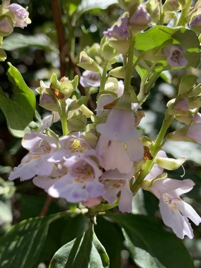 Prostanthera prunelloides, photographed by Guy Taseski