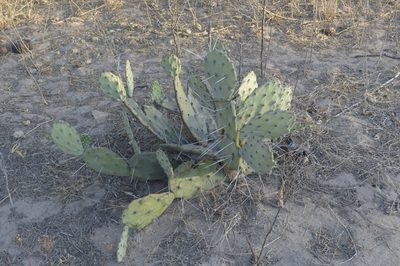 Opuntia quimilo, photographed by Jose Luis Navarro