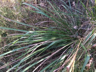 Tripsacum dactyloides, photographed by Becky Dill