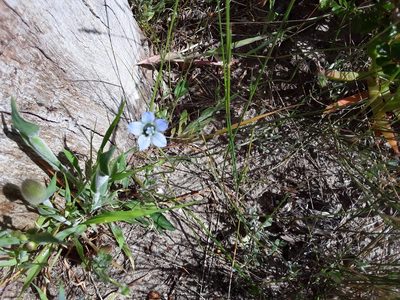 Wahlenbergia capensis, photographed by Adele SL
