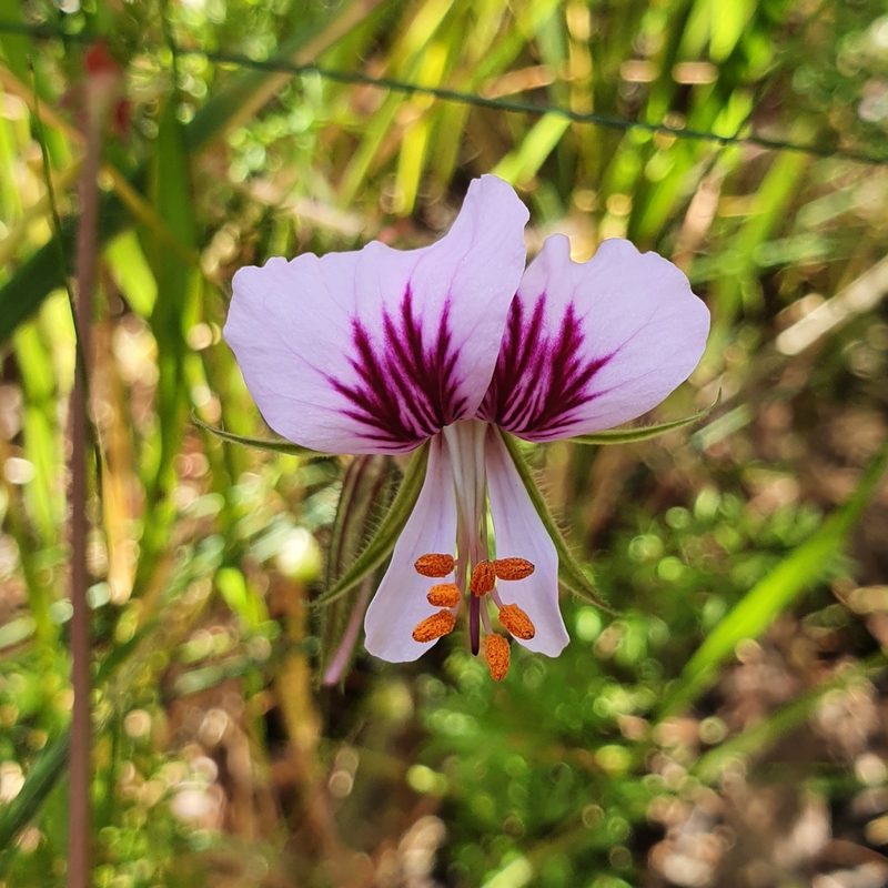 Pelargonium myrrhifolium, photographed by Corli du Toit Smith