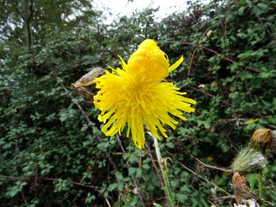 Sonchus arvensis, photographed by Y. Liu