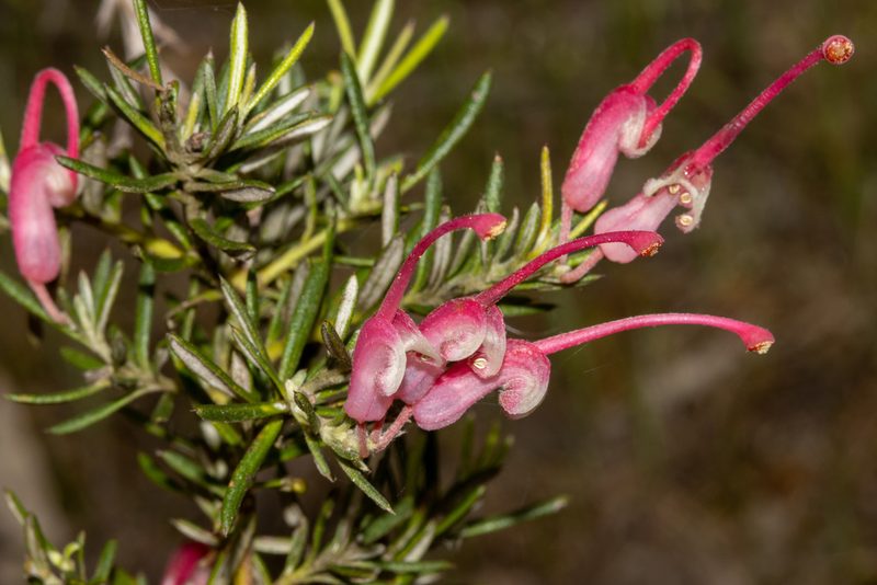 Grevillea lavandulacea, photographed by T. Hammer