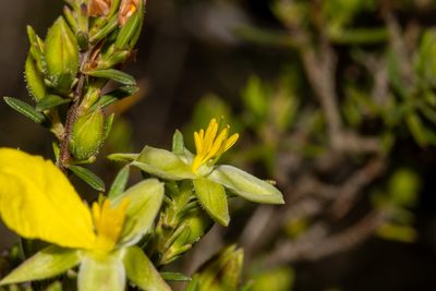 Hibbertia devitata, photographed by T. Hammer