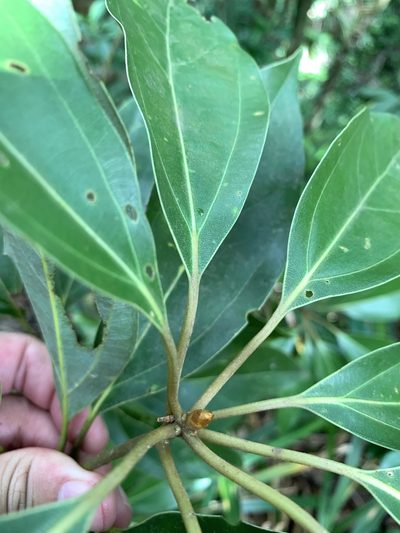 Neolitsea villosa, photographed by 呂一起(Lyu yi-chi)