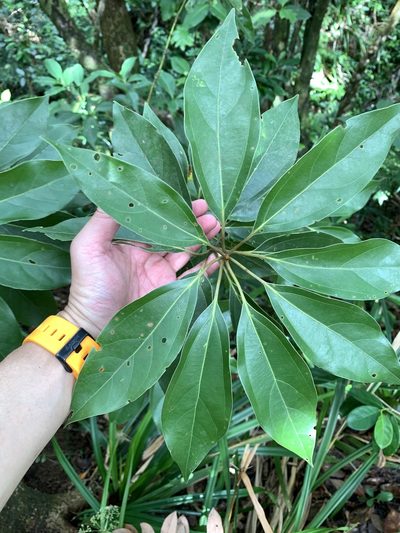 Neolitsea villosa, photographed by 呂一起(Lyu yi-chi)
