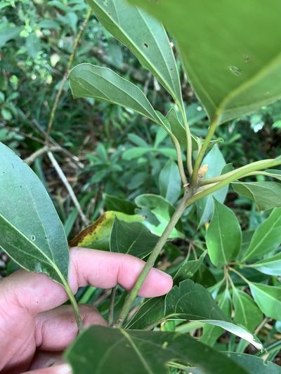 Neolitsea villosa, photographed by 呂一起(Lyu yi-chi)