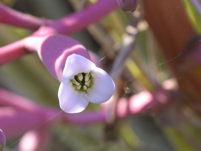 Bromelia hieronymi, photographed by Jose Luis Navarro