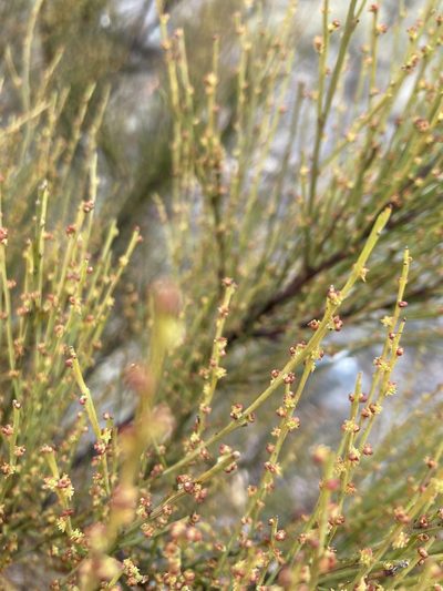 Exocarpos strictus, photographed by krumpianking