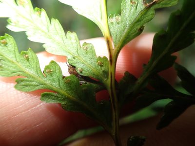 Tapeinidium biserratum, photographed by 呂一起(Lyu yi-chi)