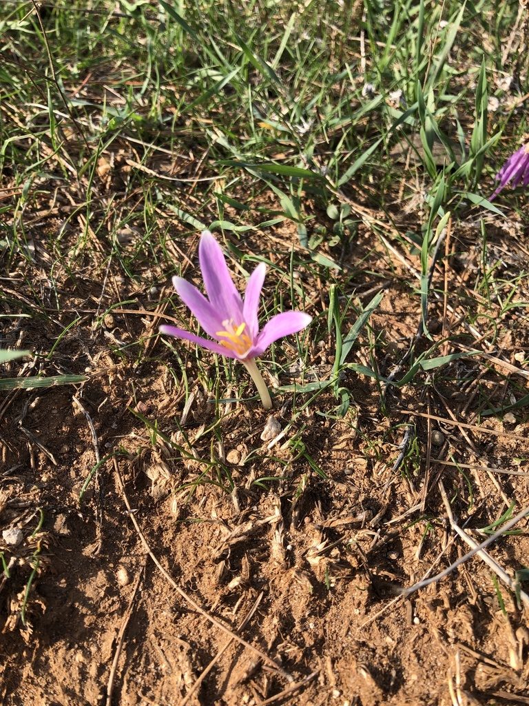 Colchicum longifolium, photographed by hugorainey