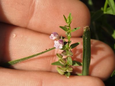 Scutellaria racemosa, photographed by Eduardo Luis Beltrocco