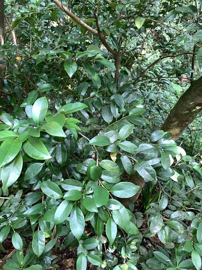 Distylium racemosum, photographed by 呂一起(Lyu yi-chi)