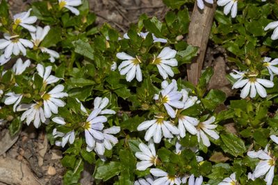 Scaevola albida, photographed by T. Hammer
