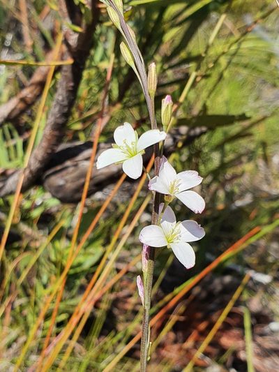 Heliophila macra, photographed by Corli du Toit Smith