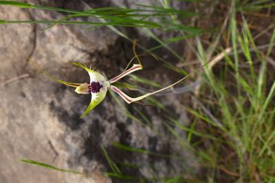 Caladenia tentaculata, photographed by Matthew Lincoln