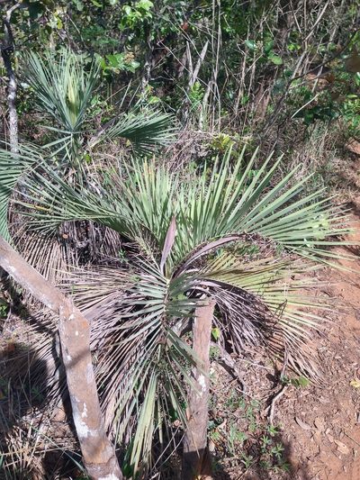 Butia archeri, photographed by Leonardo Bergamini