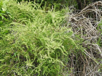 Asparagus setaceus, photographed by Eduardo Luis Beltrocco