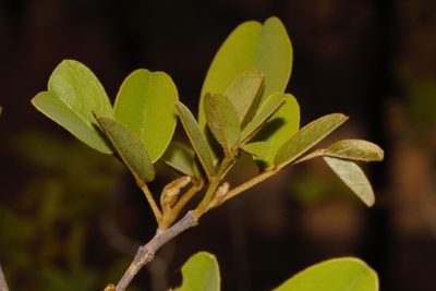 Bobgunnia madagascariensis, photographed by i_c_riddell