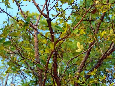 Bobgunnia madagascariensis