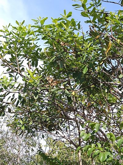 Vochysia tucanorum, photographed by Leonardo Bergamini