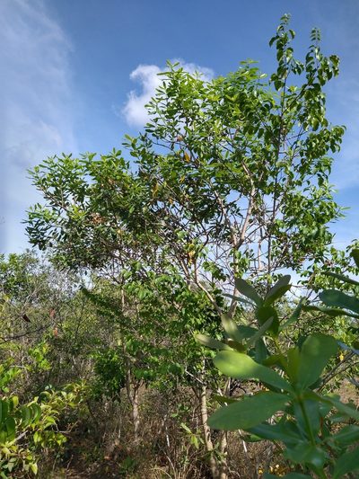 Vochysia tucanorum, photographed by Leonardo Bergamini