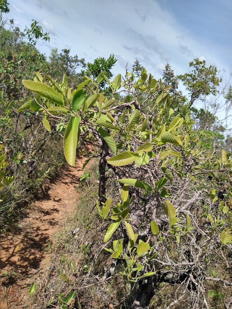 Davilla elliptica, photographed by Leonardo Bergamini