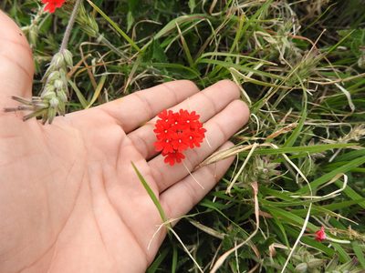 Verbena tweedieana, photographed by Eduardo Luis Beltrocco