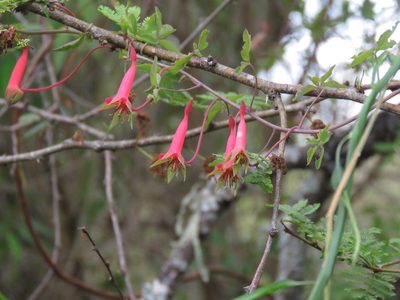 Tropaeolum pentaphyllum, photographed by Gustavo Puente