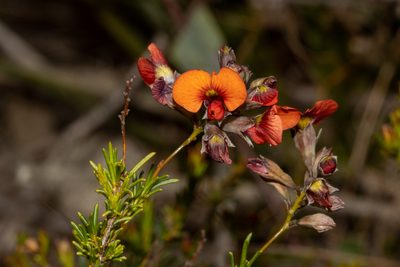 Dillwynia hispida, photographed by T. Hammer