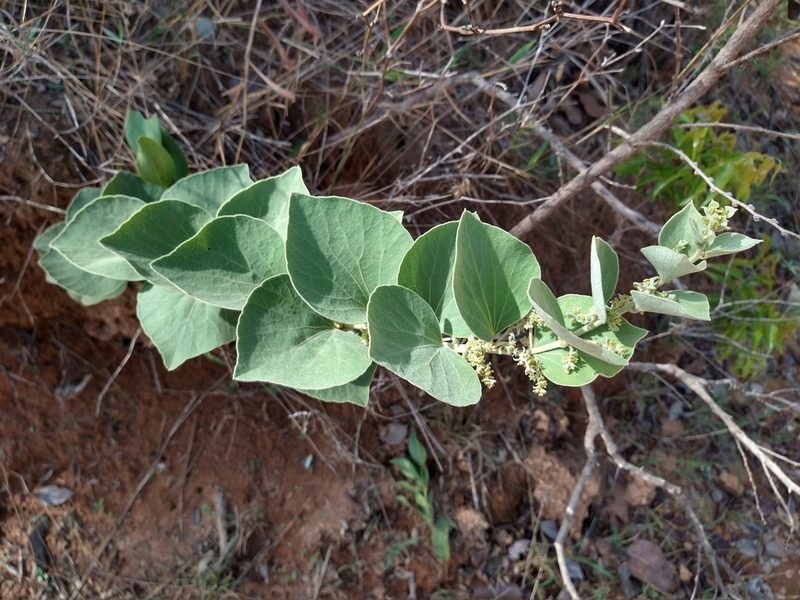 Cissampelos ovalifolia, photographed by Leonardo Bergamini