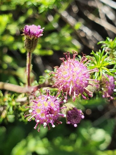 Senecio erubescens, photographed by Corli du Toit Smith