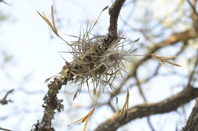 Tillandsia bandensis, photographed by Jose Luis Navarro