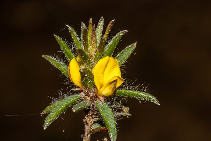 Pultenaea trinervis, photographed by T. Hammer
