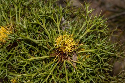 Isopogon ceratophyllus, photographed by T. Hammer