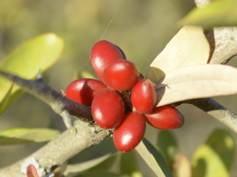 Castela coccinea, photographed by Jose Luis Navarro