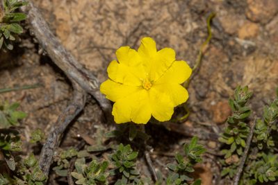 Hibbertia crinita, photographed by T. Hammer