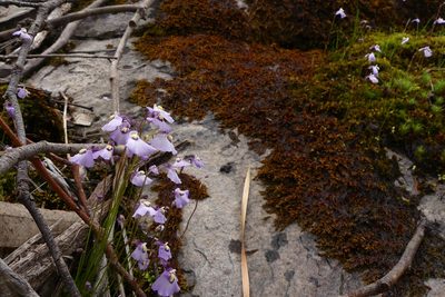 Utricularia grampiana, photographed by Matthew Lincoln