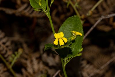 Goodenia ovata, photographed by T. Hammer