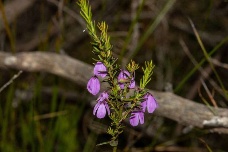 Tetratheca pilosa, photographed by T. Hammer